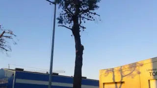 Poda de árboles en Monzón