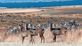 El corzo es uno de los mejores recursos de la caza mayor en la provincia de Soria