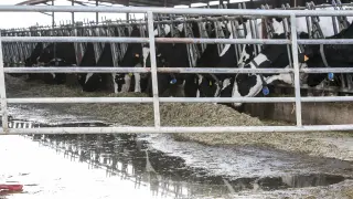 Vacas en una granja inundada de Remolinos