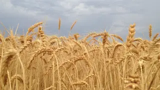 Campo de cereal de la comarca de la Hoya de Huesca