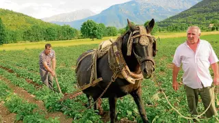 Los productores de las patatas de Chía, en pleno trabajo en un patatar, ayudados de una caballería