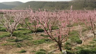 Los árboles frutales han comenzado a florecer en el Bajo Cinca.