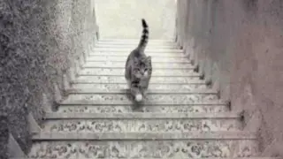 ¿Este gato sube o baja las escaleras?