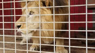 el Seprona recuperó a un león que viajaba en un circo en pésimas condiciones.