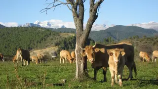 La ganadería que ha nacido y crecido en estas montañas se mantiene en la zona gracias al trabajo de sus gentes.