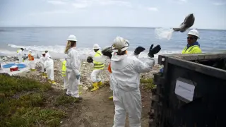 Varios trabajadores forman una cadena humana para limpiar la playa de petróleo en Santa Bárbara, California.