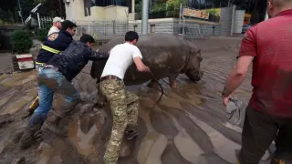 Un hipopótamo deambula por una de las calles de Tiflis