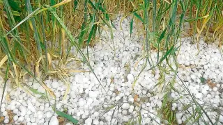 El pedrisco apuntilla 5.000 hectáreas de cereal del Jiloca castigado por la sequía