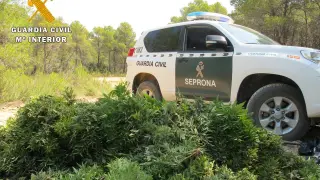 Imagen de una plantación de cannabis intervenida en Maella.