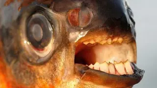 Imagen de un pez "muerde testículos", con los dientes preparados para atacar a esa parte de la anatomía masculina