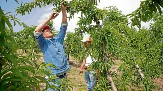 Trabajadores en plena campaña de recogida de cereza en la localidad zaragozana de Ricla.