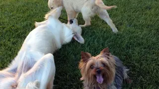Varios perros jugando, imagen de archivo.