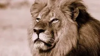 Imagen del león Cecil.