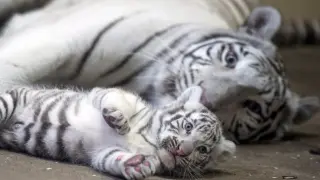 Un tigre de Bengala blanco juega con su cría.