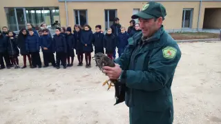 Uno de los aves recuperardos en un Centro de Recuperación de Animales Silvestres de Castilla y León