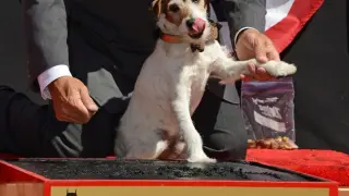 El pequeño Uggie se convirtió en el primer can que dejó sus huellas en el Teatro Chino.
