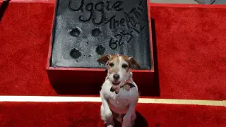 Uggie en una fotografía tomada en 2012 el día en el que estampó sus huellas en el Teatro Chino de Grauman en Hollywood.