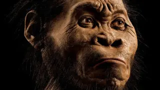 Reconstrucción de cómo sería el Homo naledi