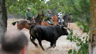 El martes se celebró el festival del Toro de la Vega en Tordesillas.