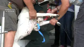 Varios efectivos de la Guardiia CIvil de Huesca trata a un perro vacunado.