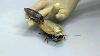 La cucaracha robot desarrollada en la Universidad Inmanuel Kant de Kaliningrado.
