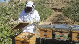 La apicultura aragonesa vive un 'boom' desde 2012
