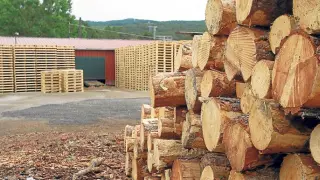 La venta de madera lleva dos años de crecimiento gracias a la biomasa y a la industria del tablero.