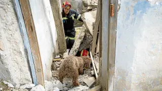 Uno de los perros localizaba esta semana a una supuesta víctima entre los escombros.
