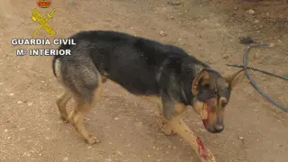El perro ha sido entregado a una asociación protectora de animales de Albacete.
