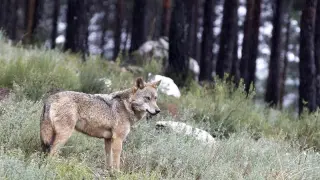 Vista de un lobo del Centro Temático del Lobo Ibérico, en Robledo