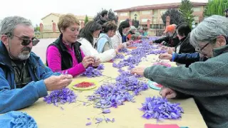 Un grupo de personas se afanaban ayer en esbriznar el azafrán (separar el estigma de la flor).