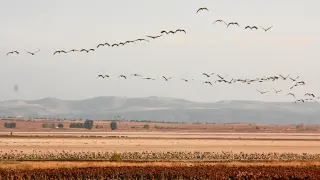Miles de grullas vuelven cada año a la laguna de Gallocanta. Cuando vuelan, estas aves emiten un sonoro graznido.