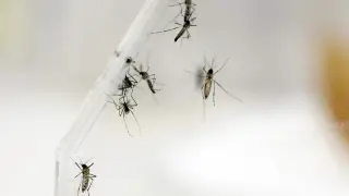 Aedes Aegypti, mosquito que propaga el dengue.