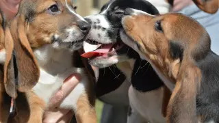 Un total de siete cachorros nacieron por fertilización in vitro, dos de un papá beagle y una mamá cocker spaniel, y cinco de dos emparejamientos de mamás y papás beagle.