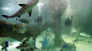 Dos buceadores del Aquarium Zoo de Madrid sumergidos en el tanque de tiburones para instalar el belén acuático.