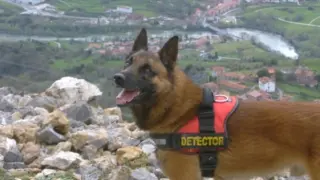 Perro de la unidad canina de Asturias, gestionada por la Fundación para la Conservación del Quebrantahuesos.