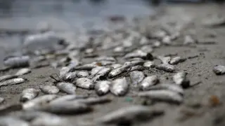 Aparecen peces muertos en las costas de bahía de Río de Janeiro