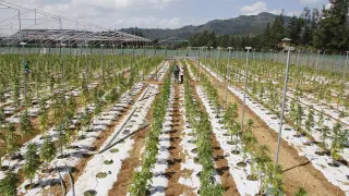Plantación de cannabis en Chile