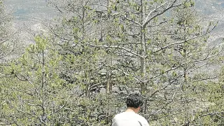 El investigador Jesús Camarero toma muestras en un pino.