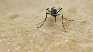 Un mosquito transmisor de la enfermedad en un estudio médico en Colombia