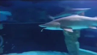 Un tiburón engulle a otro tiburón en un acuario de Seúl