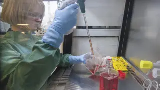 Un empleado de laboratorio cultiva células infectadas por el virus del Zika en Dassow (Alemania).