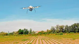 Un dron cartografía un cultivo para detectar aquellas zonas que necesitan herbicidas.