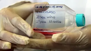 La labor del control del zika debe pasar por controlar los mosquitos que lo trasmiten