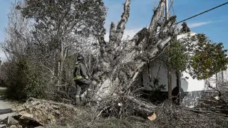 Los bomberos talaron el árbol histórico en Montañana que cayó sobre la red y una casa.