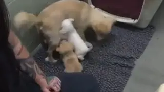 El emotivo reencuentro de una perrita con sus cachorros