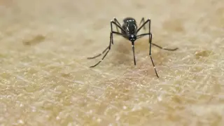 Aedes aegypti, el mosquito del zika.