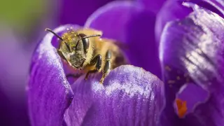 El polen de las plantas entomófilas con flores vistosas que es transportado por insectos raramente causa alergias.