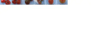 Diversas variedades de tomates aragoneses.