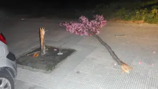 El árbol partido con martillo y cincel en Pamplona